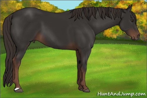 Horse Color:Liver Chestnut 