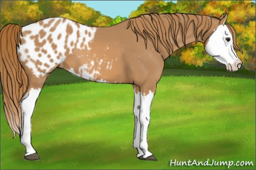 Horse Color:Chestnut Splash Appaloosa 