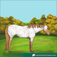 Horse Color:Chestnut Appaloosa 