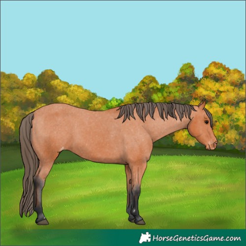 Horse Color:Bay Appaloosa 