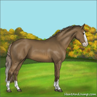 Horse Color:Chocolate Palomino Splash 