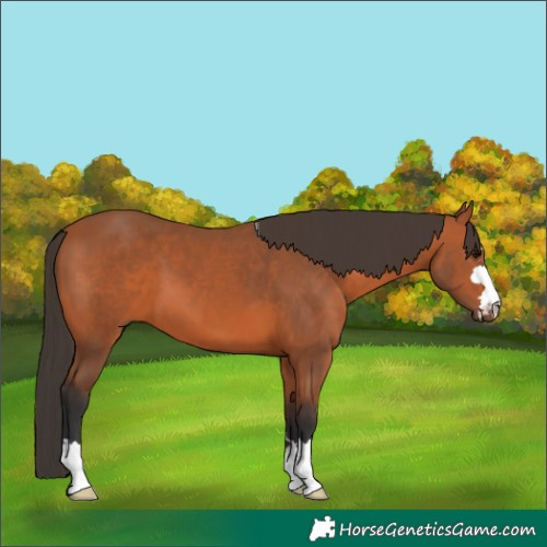 Horse Color:Bay 