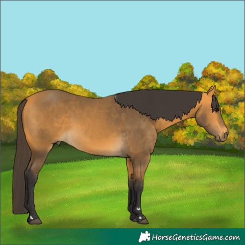 Horse Color:Buckskin 