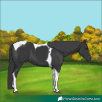 Horse Color:Black Tobiano 