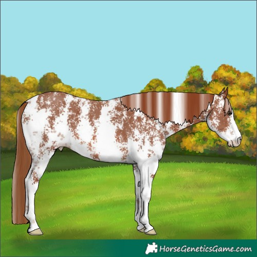 Horse Color:Chestnut Sabino 