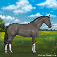 Horse Color:Grullo 