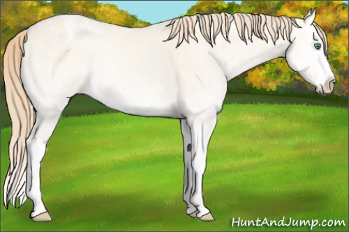 Horse Color:Perlino Onyx Splash Appaloosa 