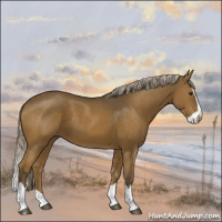 Horse Color:Chocolate Palomino Splash 