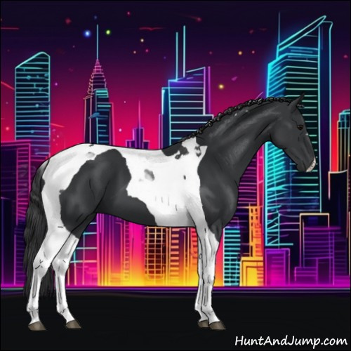 Horse Color:Black Tobiano 