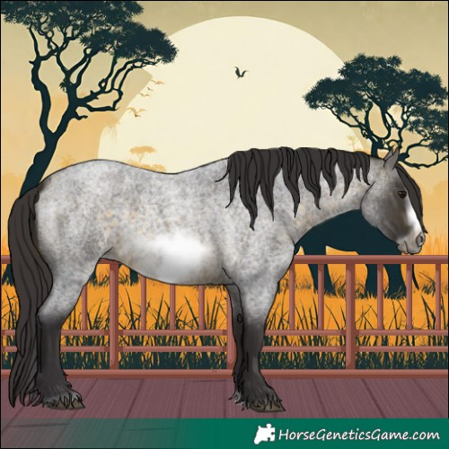 Horse Color:Buckskin Roan Sabino Frame 