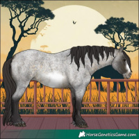 Horse Color:Buckskin Roan Sabino Frame 