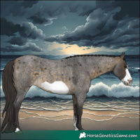 Horse Color:Buckskin Roan Sabino Frame 