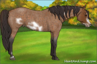 Horse Color:Buckskin Roan Sabino Frame 