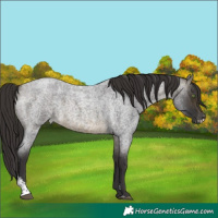 Horse Color:Buckskin Roan Sabino 