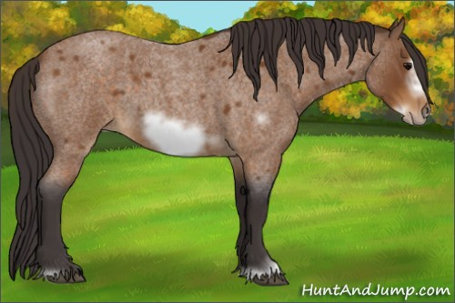 Horse Color:Buckskin Roan Sabino Frame 