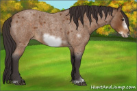 Horse Color:Buckskin Roan Sabino Frame 