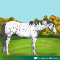 Horse Color:Black Tobiano Appaloosa 