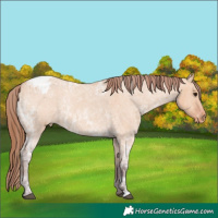 Horse Color:Chocolate Bay Ice Dun Appaloosa 