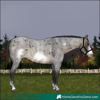 Horse Color:Buckskin Roan Sabino Frame 