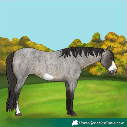 Horse Color:Buckskin Roan Sabino Frame 