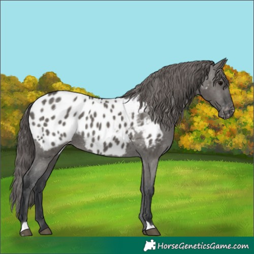 Horse Color:Grullo Appaloosa 