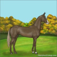 Horse Color:Chocolate Palomino Splash 