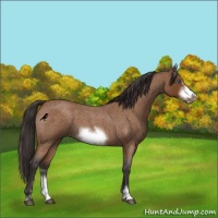 Horse Color:Buckskin Roan Sabino Frame 