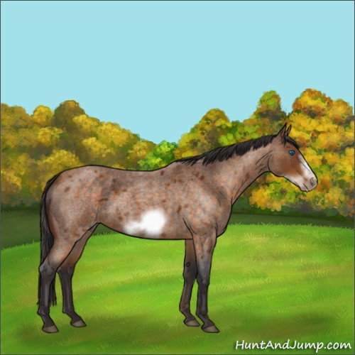 Horse Color:Buckskin Roan Sabino Frame 