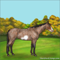 Horse Color:Buckskin Roan Sabino Frame 