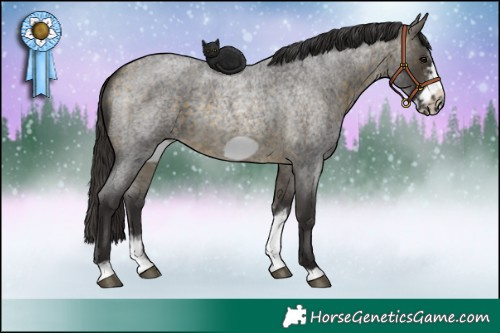 Horse Color:Buckskin Roan Sabino Frame