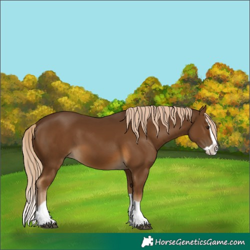 Horse Color:Chocolate Palomino Splash 
