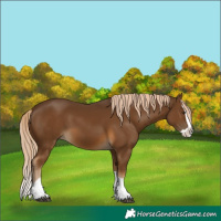 Horse Color:Chocolate Palomino Splash