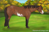 Horse Color:Buckskin Roan Sabino Frame 