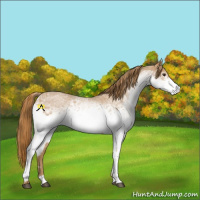Horse Color:White Spotted Red Roan 