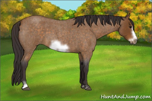 Horse Color:Buckskin Roan Sabino Frame