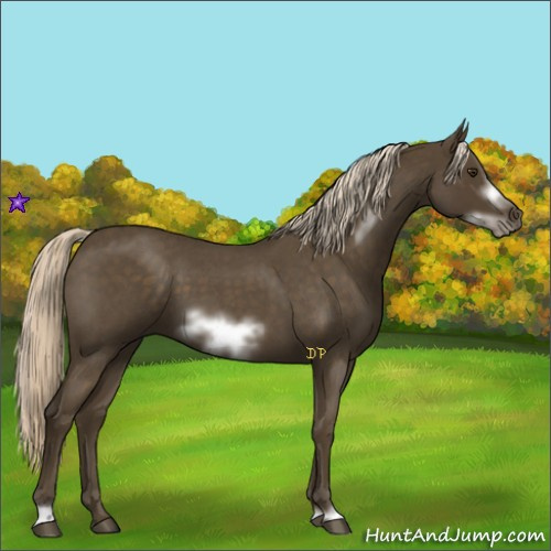 Horse Color:Chocolate Palomino Roan Sabino Frame 