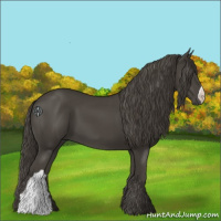 Horse Color:Smoky Black 