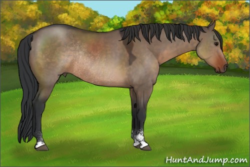 Horse Color:Brown Dun Sabino Rabicano 