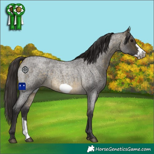 Horse Color:Buckskin Roan Sabino Frame 