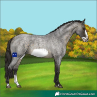 Horse Color:Buckskin Roan Sabino Frame 