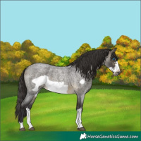 Horse Color:Buckskin Roan Sabino Frame 