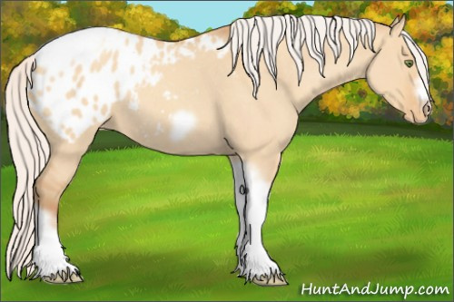 Horse Color:Silver Amber Champagne Roan Dun Splash Tobiano Frame Appaloosa Rabicano 
