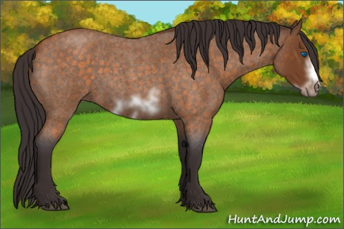 Horse Color:Buckskin Roan Sabino Frame 