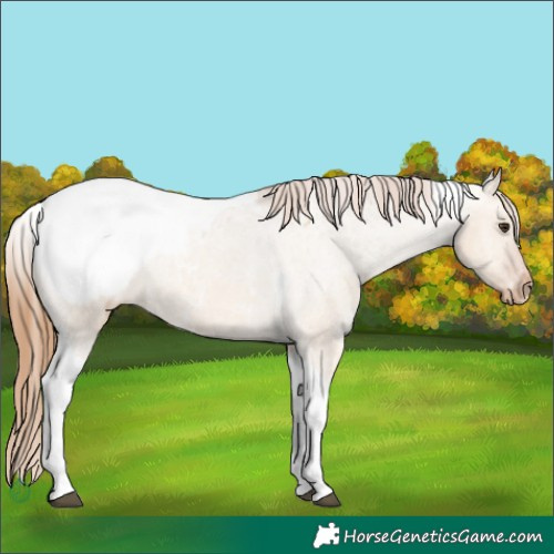 Horse Color:Red Dun Tobiano Snowcap