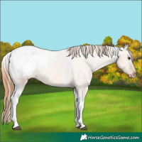 Horse Color:Red Dun Tobiano Snowcap 
