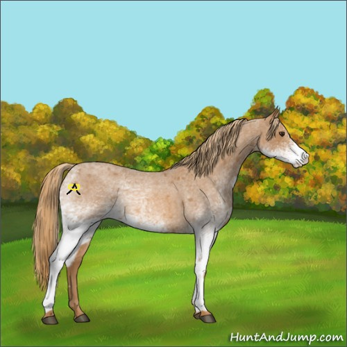 Horse Color:White Spotted Red Roan 