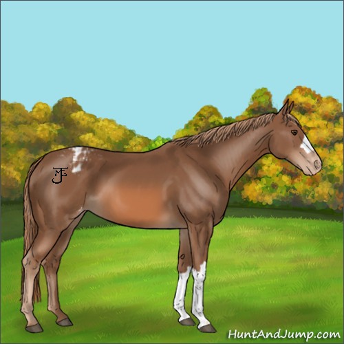Horse Color:Chestnut Appaloosa 