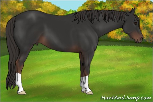 Horse Color:Liver Chestnut 