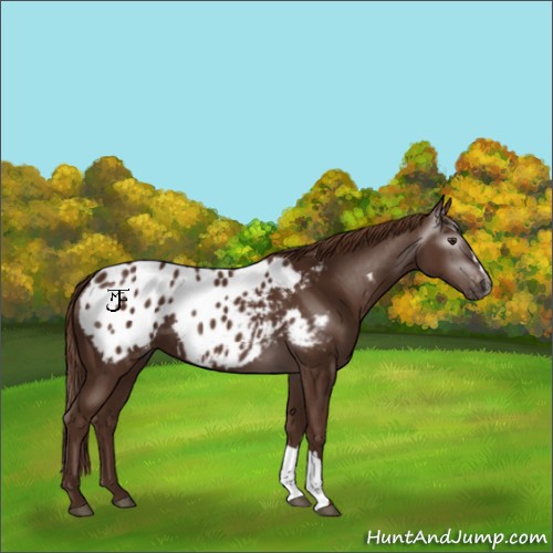 Horse Color:Gray Chestnut Blanket 