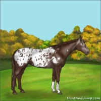 Horse Color:Gray Chestnut Appaloosa 